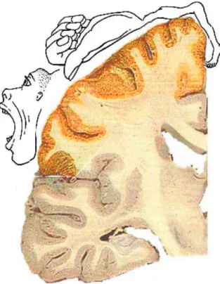 Figure 5 : Aire 4 de l'Homonculus de Penfield. Tiré de :  http://www.dralami.edu/anatomie/motricite/motricite.htm