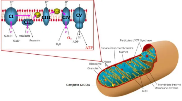 Figure  1  :  Structure  de  la  mitochondrie  et  des  complexes  de  la  phosphorylation  oxydative