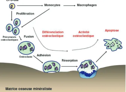 Figure 2 – Cycle de l’ostéoclaste (de sa différenciation à son apoptose) 