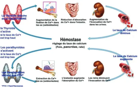Figure 12 – Actions de la PTH et de la calcitonine  4.2.2.  La leptine  