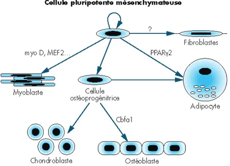 Figure 13 – Action de la Cbfa1 sur la différenciation des cellules souches  mésenchymateuses 