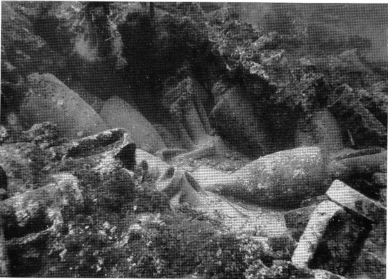 Fig.  15.  — Epave  du Dramont. Amphores dans  leur lit  de pose (incliné) sous la  gangue de concrétions  marines