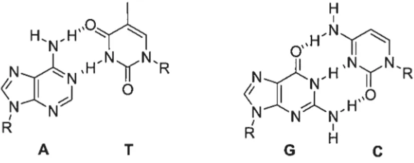 Figure 1.1 Reconnaissance sélective des unités de base dans les nucléotides par ponts hydrogène.