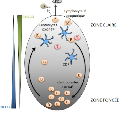 Figure 1.2 Structure dynamique du centre germinatif 