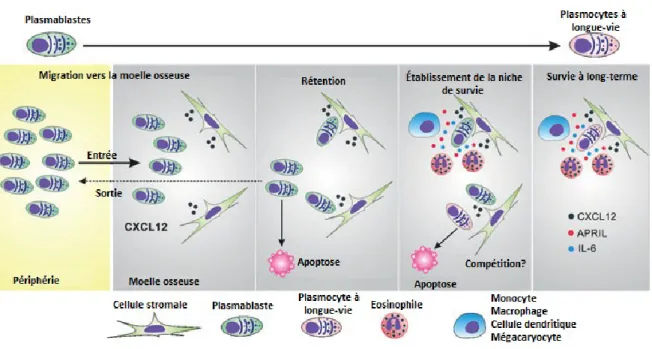 Figure 1.4 Niches de survie des plasmocytes 