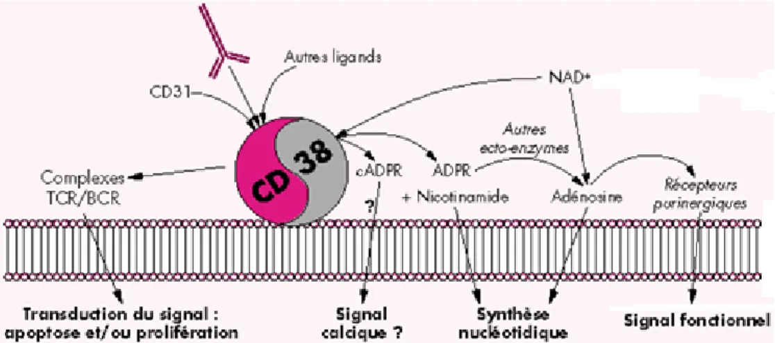 Figure 1.6 Rôles multiples de CD38 