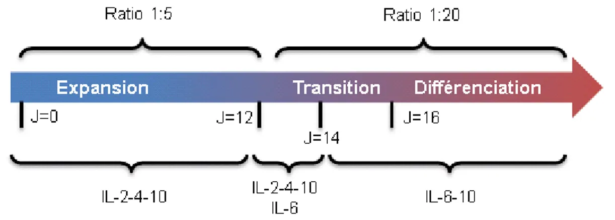 Figure 2.1 Modèle de culture in vitro des lymphocytes B en deux phases 