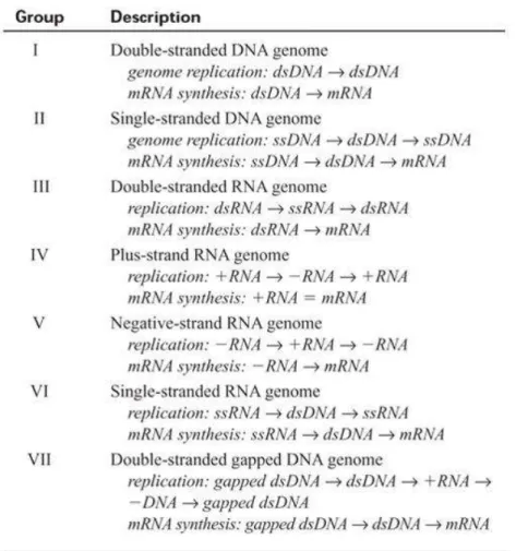 Figure 4. Le système de classification des virus, selon le système Baltimore. (1) 