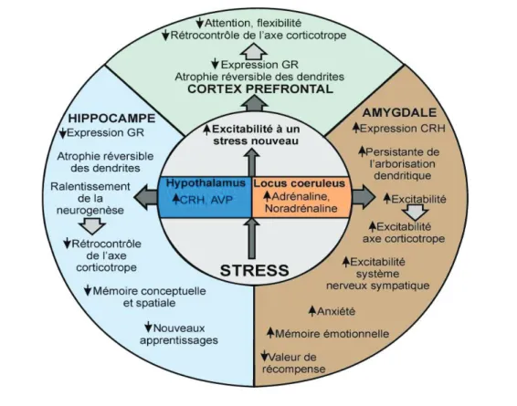 Figure 2 : Effet du stress chronique sur le cerveau 