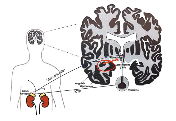 Figure 3 : Axe hypothalamo-hypophyso-surrénalien fonctionnel 