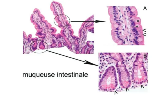 Figure 7  Aspect histologique de la muqueuse intestinale 