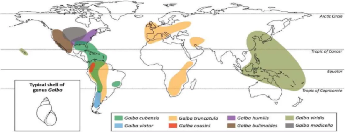 Figure 4 : Distribution des espèces de Lymneidae (Vazquez et al) 