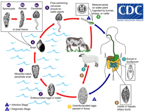 Figure 5 : Cycle évolutif de Fasciola