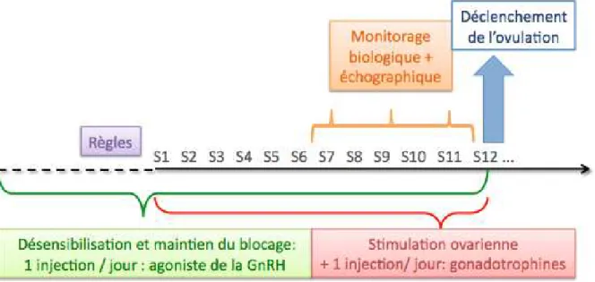 Figure 8 : Protocole de stimulation en FIV avec agoniste de la GnRH . 