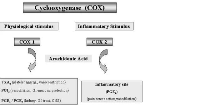 Figure 2. Cyclo-oxygenase (COX) exists in at least two forms (COX-1 / COX-2). In a simplified  model,  various  normal  physiological  stimuli  induce  COX-1  activity  and  inflammation  induces  COX-2  activity