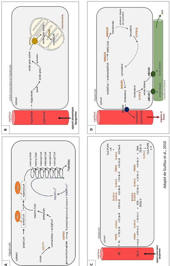 Figure 1. Schéma simplifié des différentes voies du métabolisme des lipides (©Laura Frohn, 2019, INRA-NuMeA)