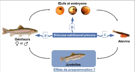 Figure 2. Vue schématique des niveaux d’application des stimuli nutritionnels précoces au cours du  cycle de développement chez le poisson (adapté de Panserat et al., 2018 ;  ©Warren photographic)
