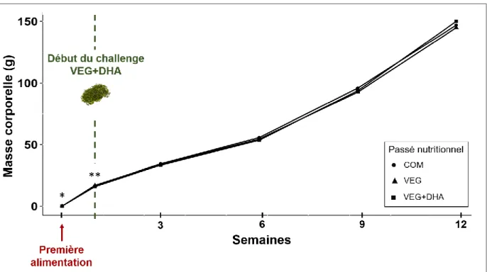Figure 4. Performances de croissance des descendants de truite arc-en-ciel entre la  première alimentation et la fin du challenge VEG+DHA