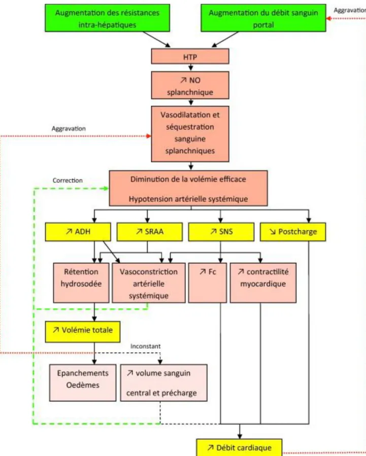 Figure  3:  Physiopathologie  des  perturbations  hémodynamiques  dans  la  cirrhose  compliquée  d’hypertension  portale  (HTP)