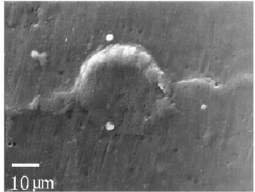 Fig. 1: Elastomer replica made of the Colte`ne Pre´sident Light body product and its ring of Prestocil before casting