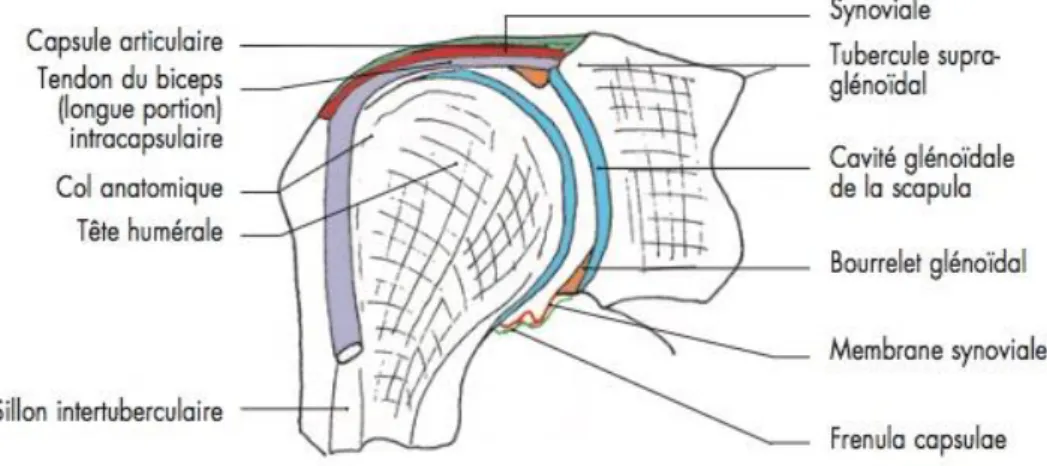Figure 1. Coupe frontale de l’articulation scapulo-humérale selon J-M. 