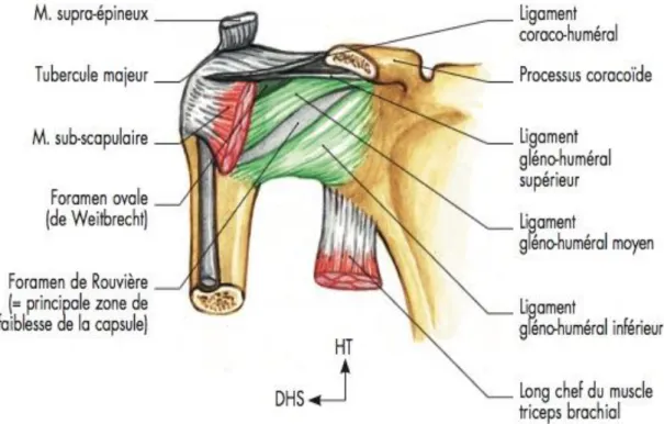 Figure 2. Ligaments de l’articulation scapulo-humérale, vue antérieure, selon  J-M. Chevallier  6 