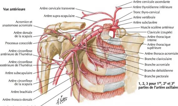 Figure 4. Artère axillaire et anastomoses péri-scapulaires, selon F.Netter 
