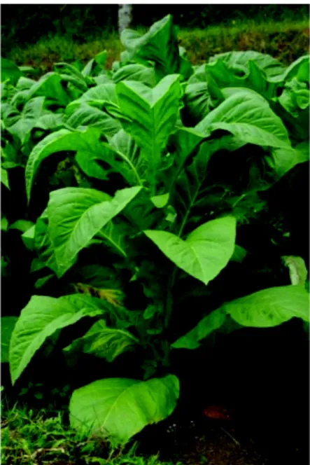 Figure 2 : Plante fraiche de  Nicotiana tabacum