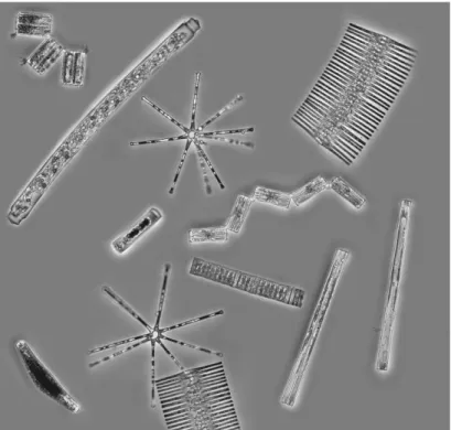 Figure 1 : Illustration de la diversité des espèces de diatomées, un des groupes dominants du phytoplancton (tiré de  Edwards et al., 2013a)