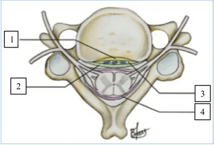 Figure 4 : Ligament longitudinal postérieur en région cervicale : 1) couche profonde ; 2) couche  superficielle (membrana tectoria) ; 3) plexus veineux ; 4) Dure-mère