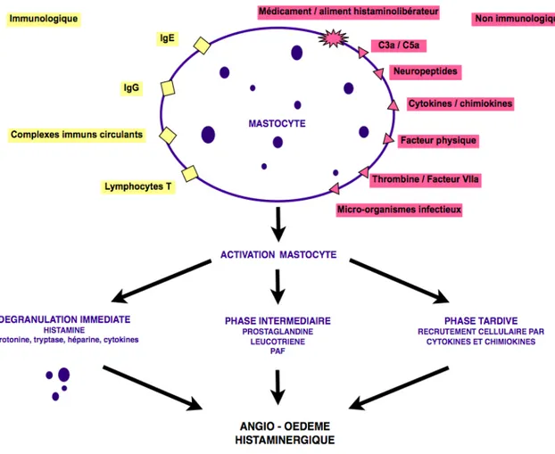 Figure  4  :  Mécanismes  et  conséquences  de  l’activation  mastocytaire  (d’après  Nosbaum et al [24]).