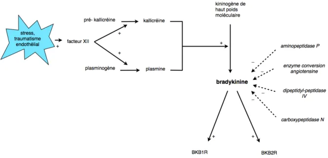 Figure 5 : synthèse et dégradation de la bradykinine.