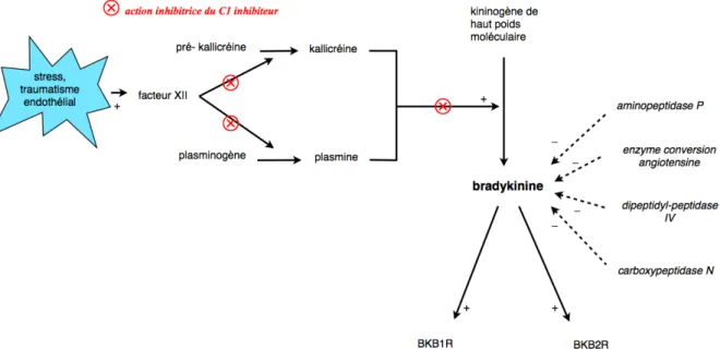 Figure 6 : action du C1-inhibiteur.