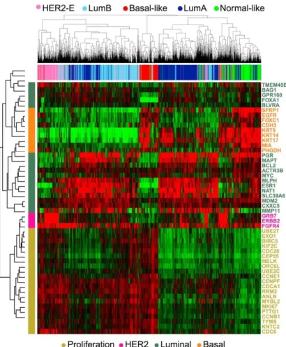 Figure 1 : Heat map des différents sous types moléculaires du cancer du sein.[35] 