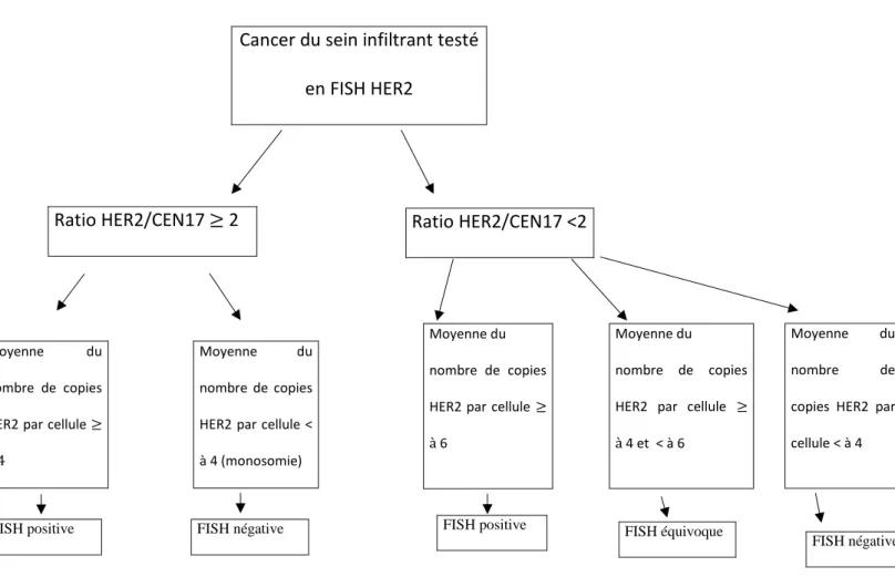 Figure 4 : Algorithme pour l’évaluation du statut HER2 en FISH selon les recommandations de  l’ASCO 2013 