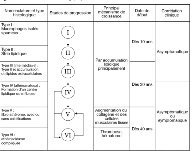 Figure 3 : Classification de Stary (20). 