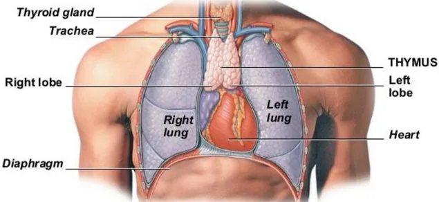 Figure 2 : histologie du thymus 