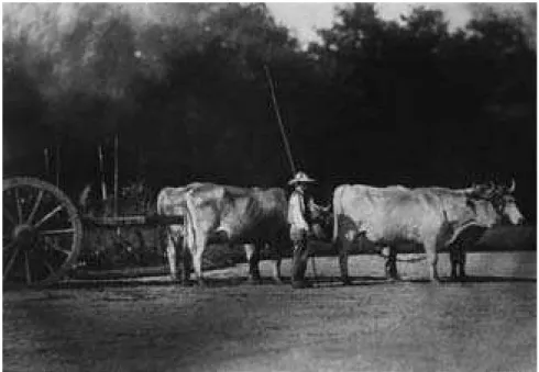 Fig. 61. Olympe Aguado, “Attelage à quatre bœufs avec son bouvier”, papier salé d’après négatif au collodion, 