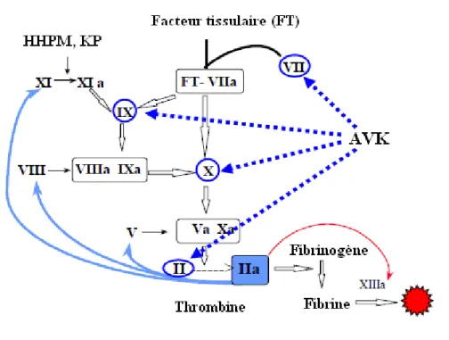 Figure 6: Mécanismes d'action des AVK dans la cascade de coagulation. 