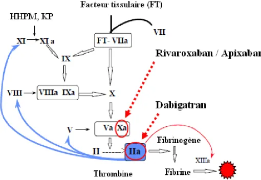 Figure 7: Mécanismes d'action des AOD dans la cascade de coagulation. 