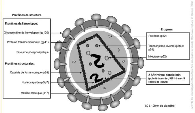 Figure 1 : Structure du VIH-1 