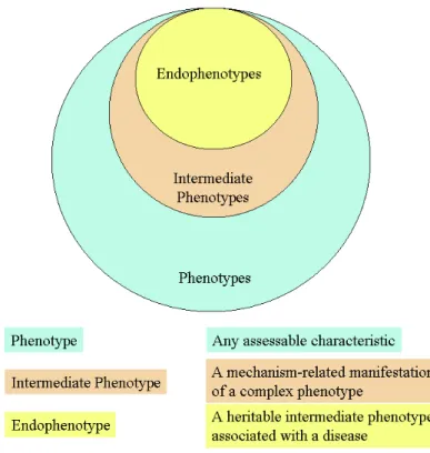 Figure 7 : Phénotype intermédiaire et endophénotype (Goldman &amp; Ducci, 2007) 