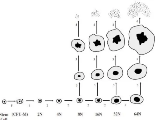 Figure n°1 : La différenciation et la maturation des mégacaryocytes d'après Kuter et al.,  The Oncologist, 1996 (11)