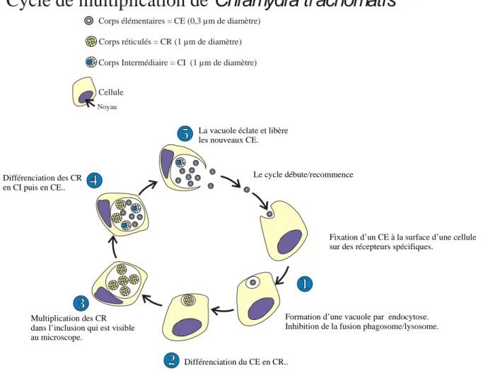 Figure 2 : Cycle de multiplication de Chlamydia trachomatis 