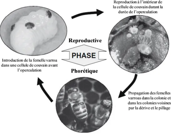 Figure 1-1. Cycle vital simplifié de Varroa destructor. La femelle varroa passe d’un  mode de vie phorétique associé aux abeilles adultes vers un mode de vie reproducteur  enfermé  avec  une  larve  d’abeille  (ouvrière  ou  bourdon)