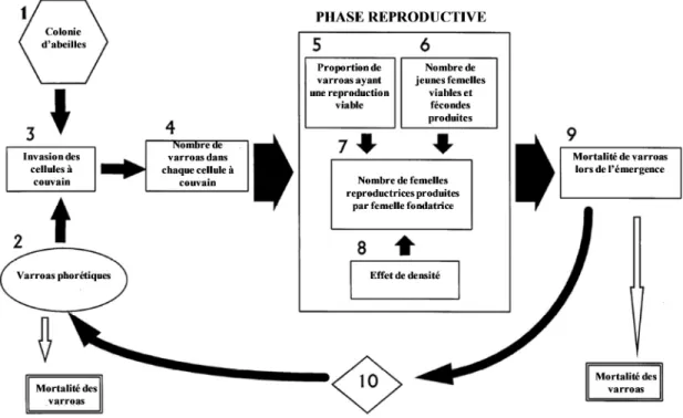 Figure  1-4  Représentation  schématique  du  cycle  vital  de  Varroa  destructor.  Chaque  numéro  indique  un  facteur  intégré  dans  la  modélisation  mathématique  décrivant  la  dynamique  de  population  de  varroas  dans  une  colonie  d’abeilles 