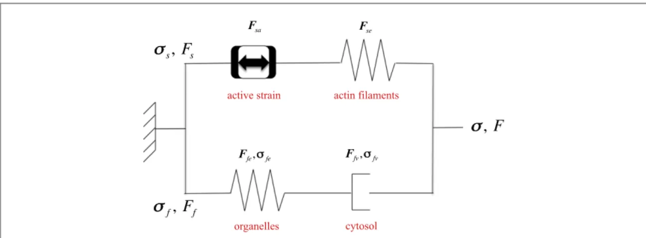 Figure 2. Scheme of the generalized Maxwell model used to describe the viscoelastic behaviour of the cell