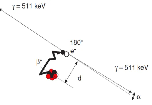 Figure 3 : Désintégration du positon et réaction d’annihilation. « d » correspond à la distance  entre le lieu d’émission du positon et le lieu d’annihilation 69 