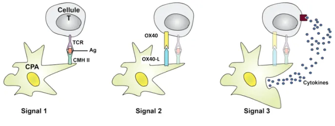 Figure 2 - Three signals in the communication between dendritic cells and T cells. 