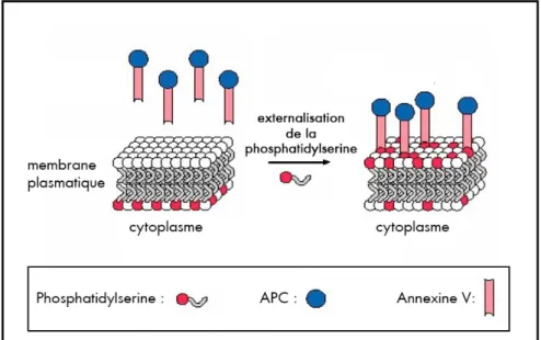Figure  5.  Schéma  du  marquage  par  l’annexine  V  de  la  phosphatidylserine  externalisée                                     (APC  =  Allophycocyanine)  (d’après  Prakken)   